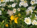 Flowers of kamara lantana - White and Yellow